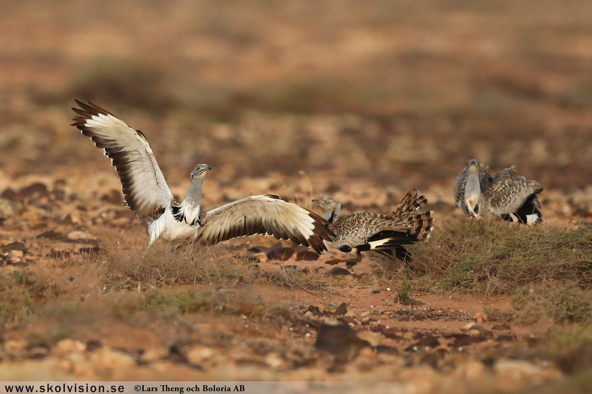 Kungsörn, Aquila chrysaetos