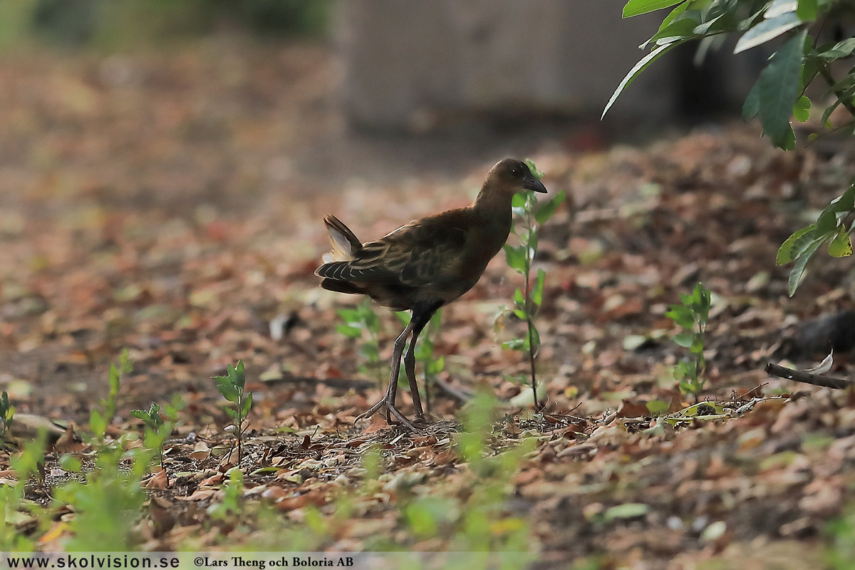 Rörhöna, Gallinula chloropus