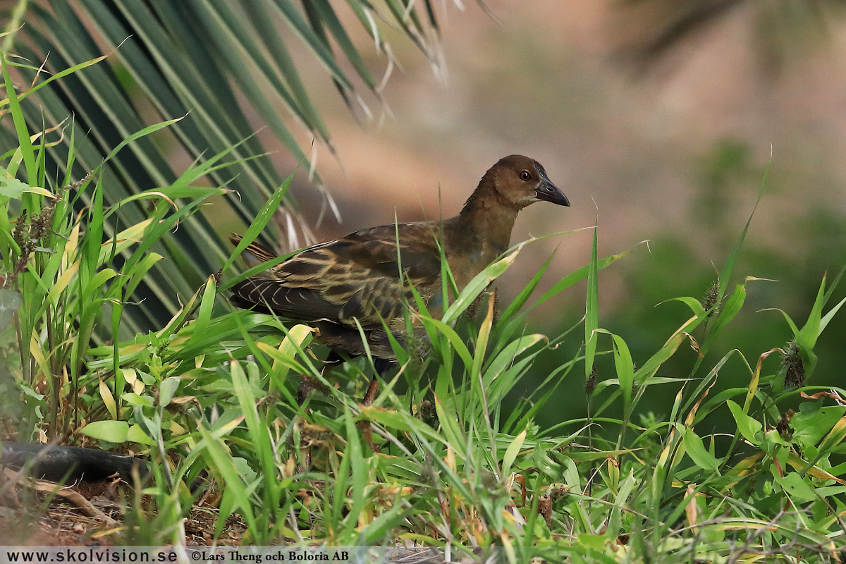 Rörhöna, Gallinula chloropus