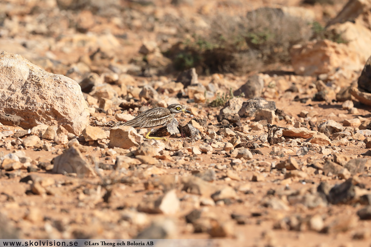 Roskarl, Arenaria interpres