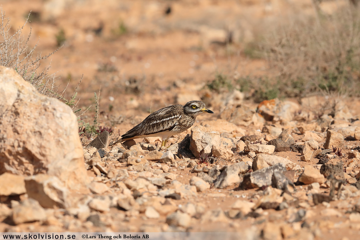 Roskarl, Arenaria interpres