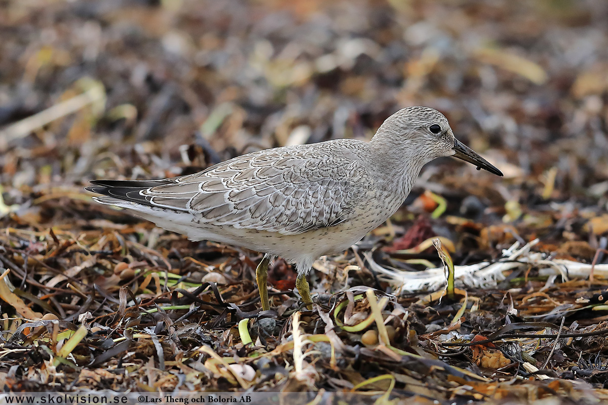 Mosnäppa, Calidris temminckii