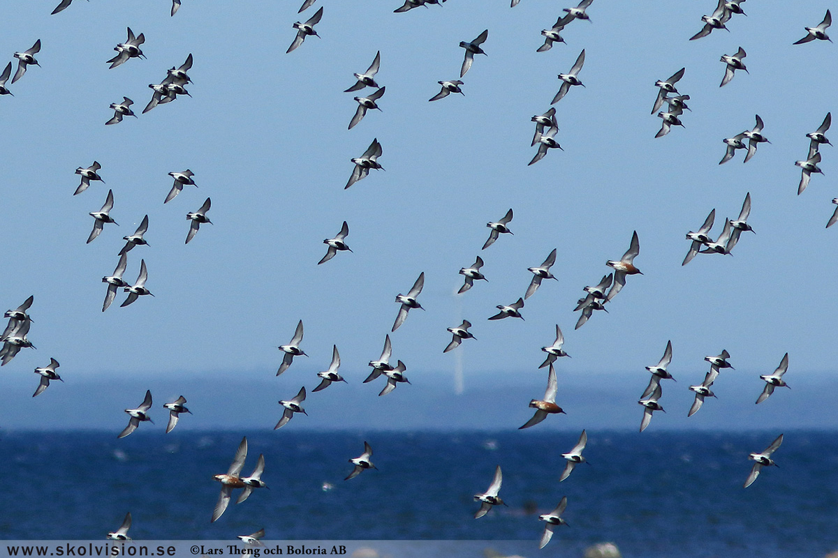 Mosnäppa, Calidris temminckii