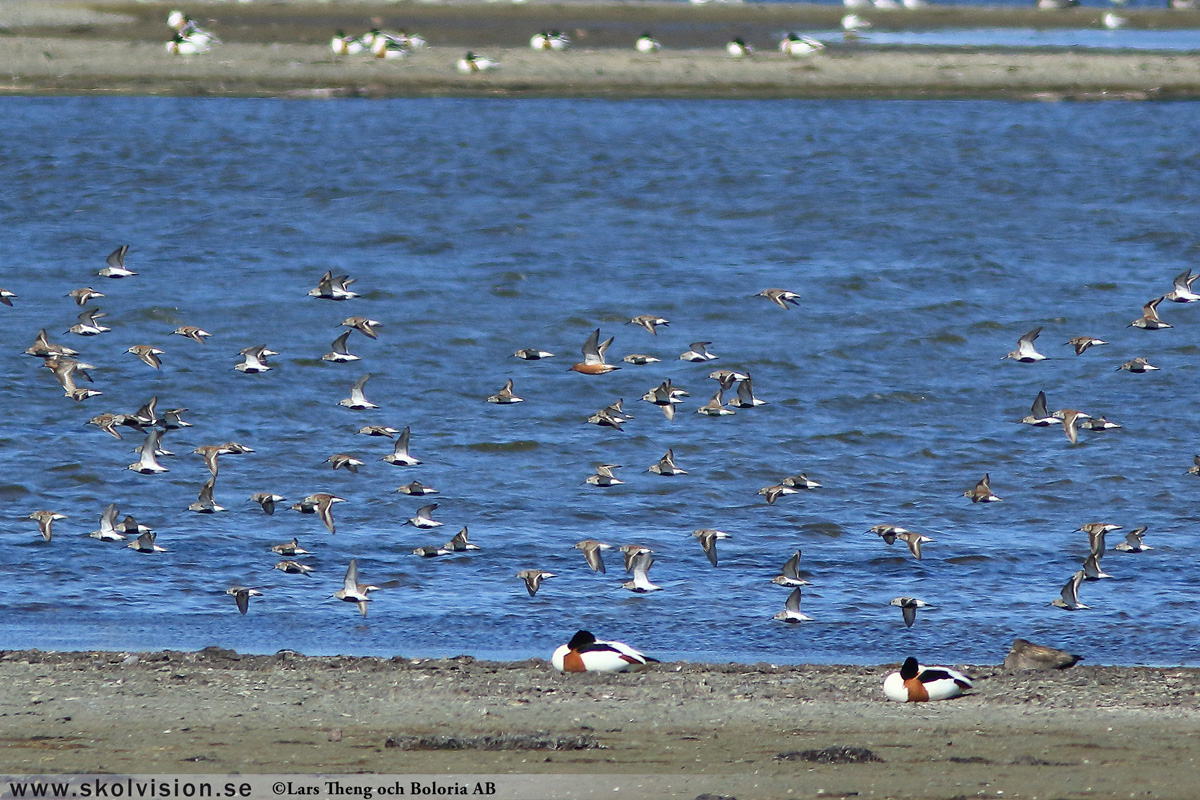 Mosnäppa, Calidris temminckii