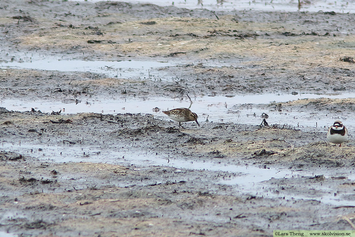 Mosnäppa, Calidris temminckii