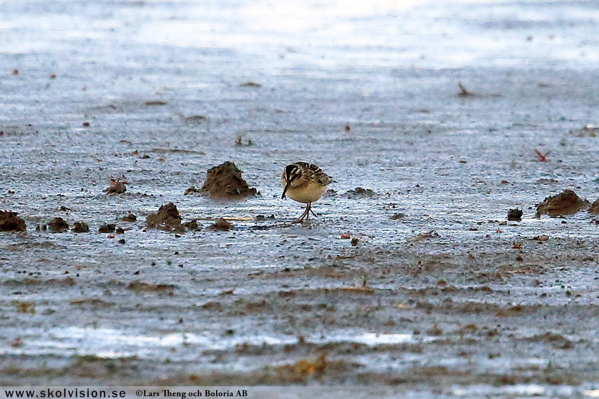 Mosnäppa, Calidris temminckii