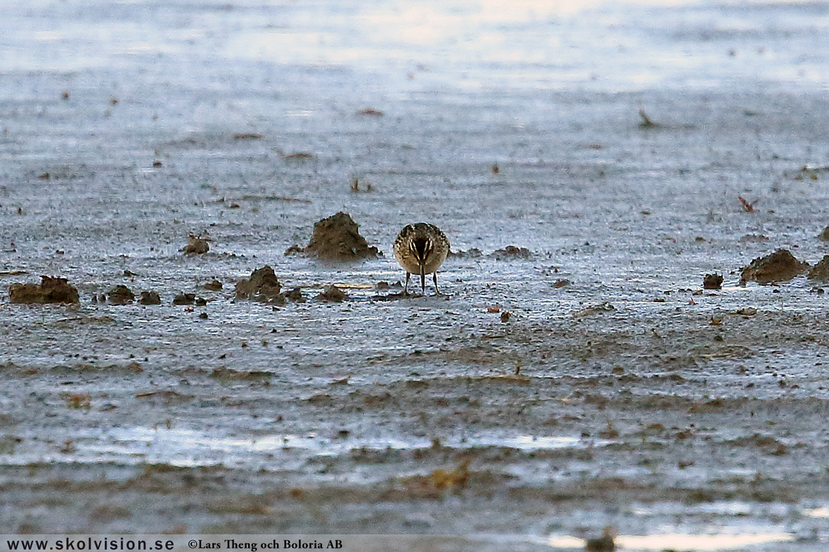 Mosnäppa, Calidris temminckii