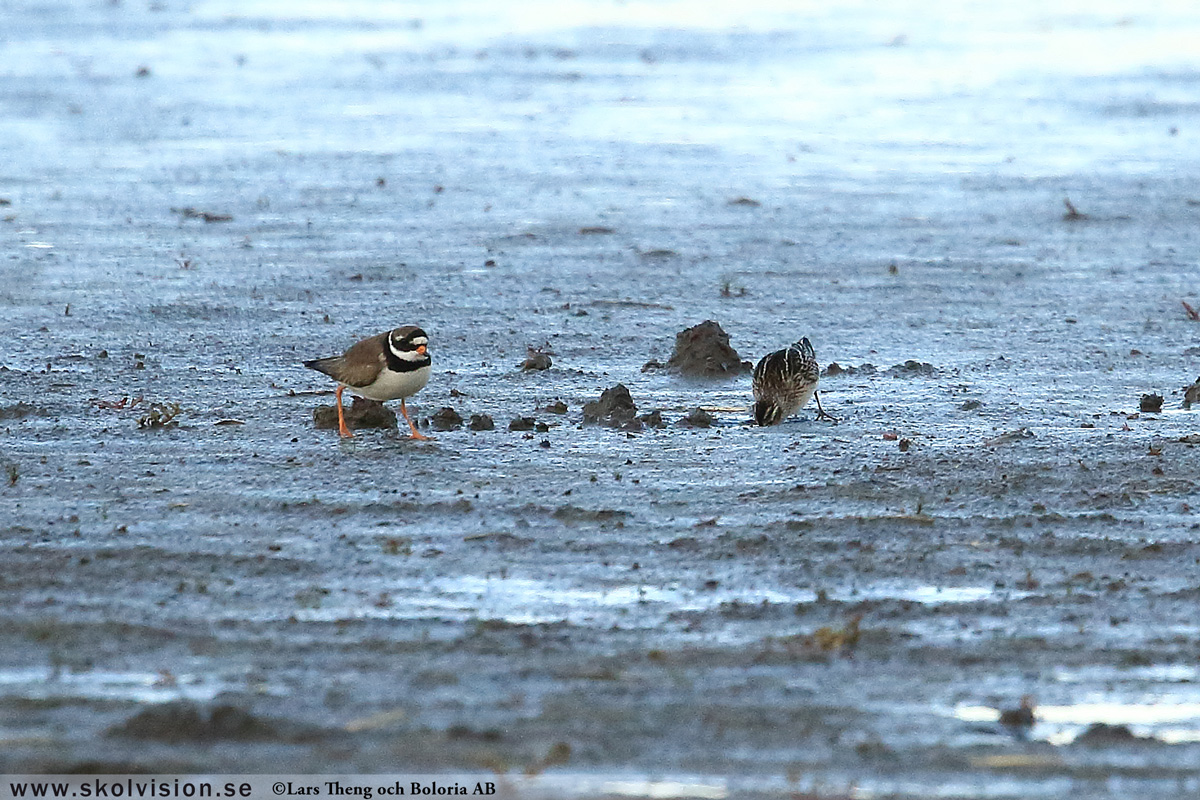 Mosnäppa, Calidris temminckii