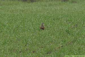 Fjällpipare, Charadrius morinellus