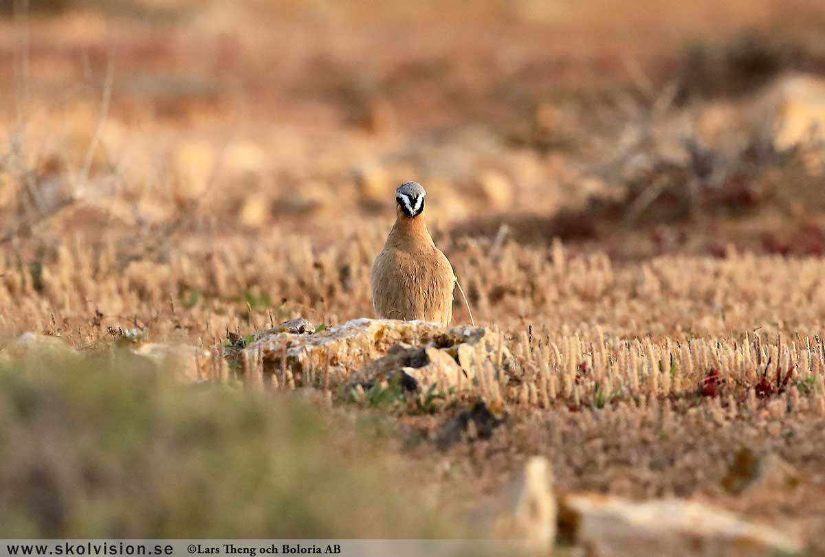 Strandskata, Haematopus ostralegus