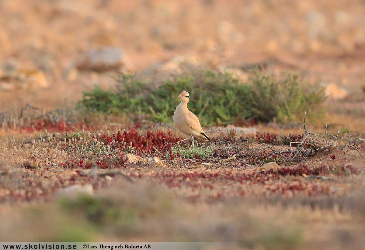 Strandskata, Haematopus ostralegus