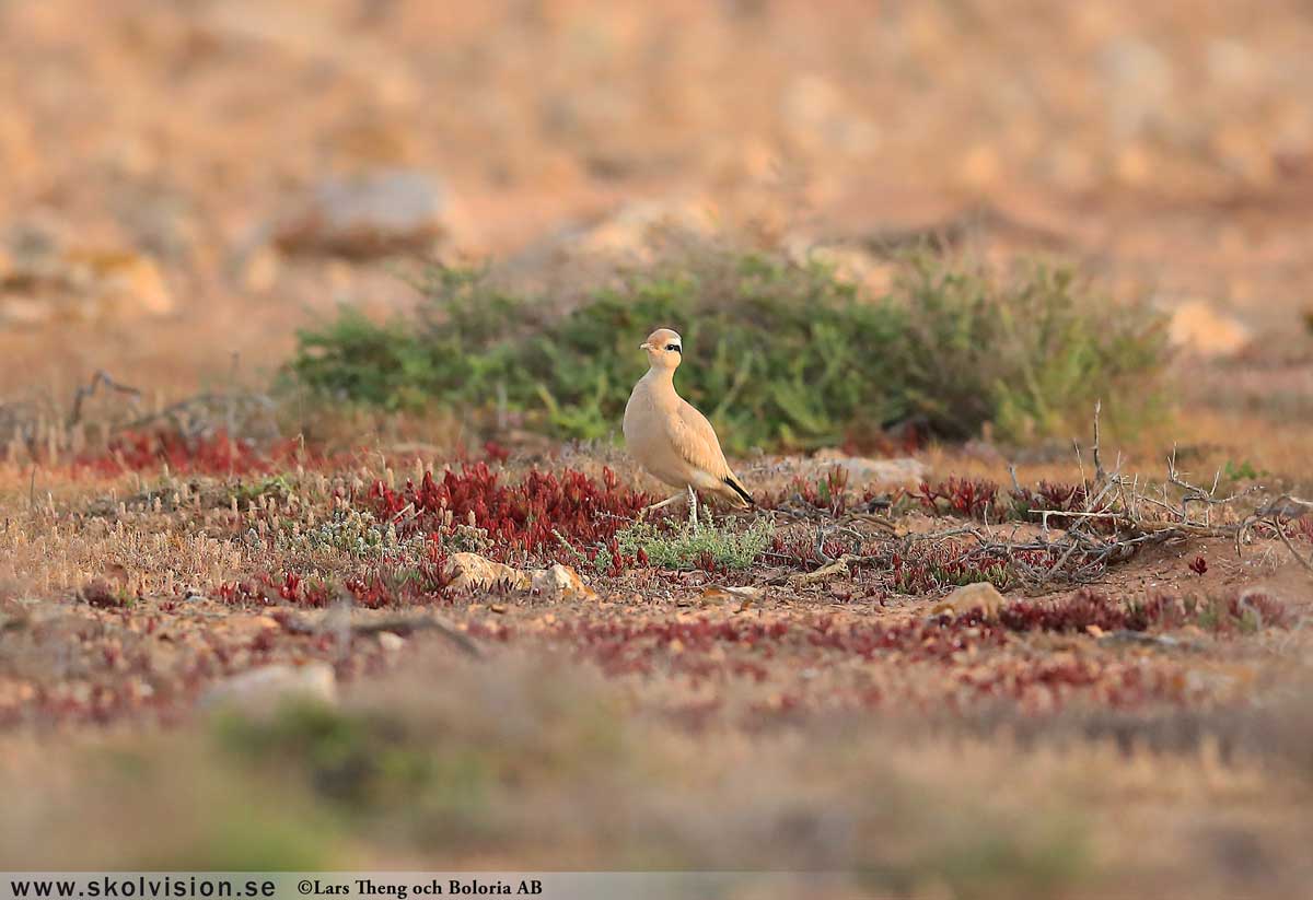 Strandskata, Haematopus ostralegus