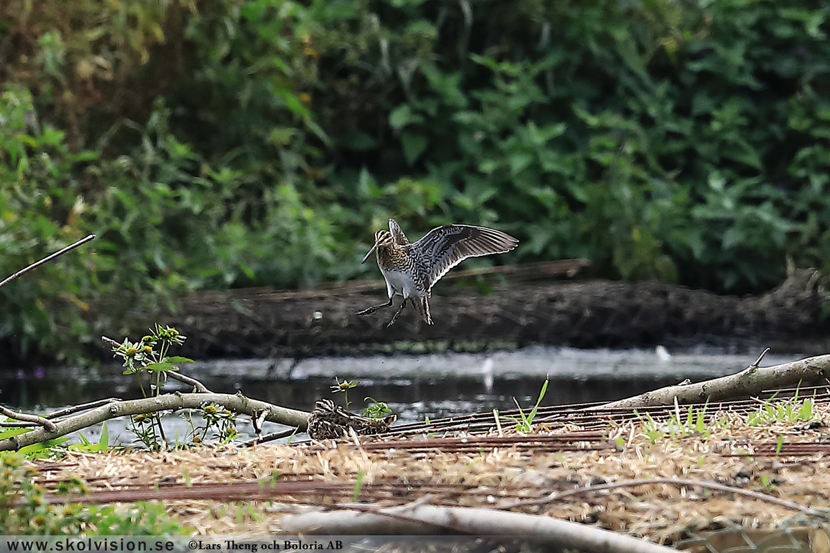 Brushane, Calidris pugnax