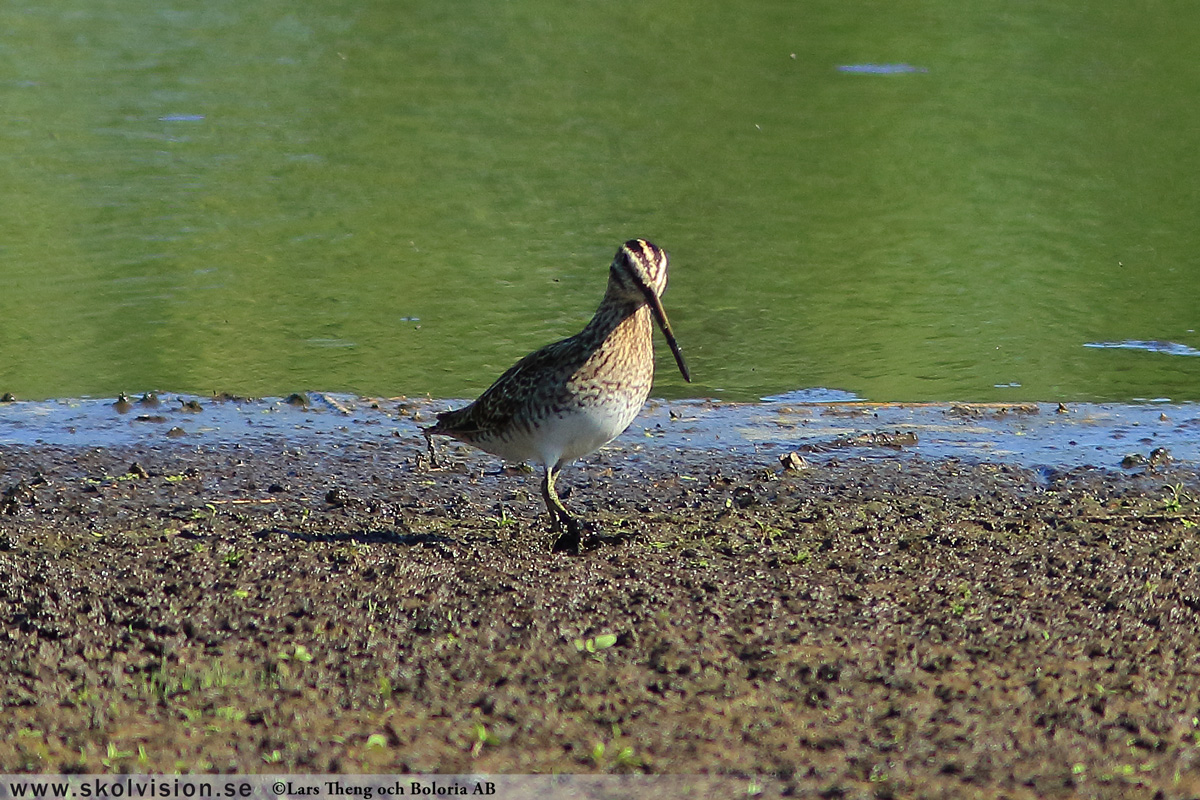 Brushane, Calidris pugnax