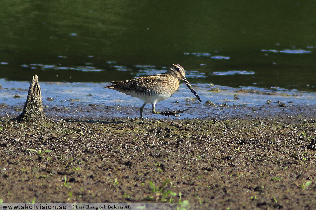 Brushane, Calidris pugnax