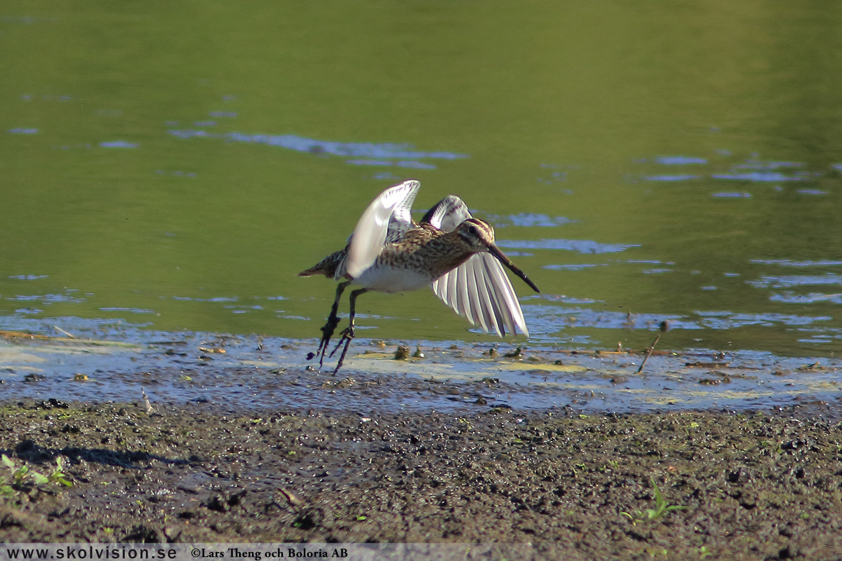 Brushane, Calidris pugnax