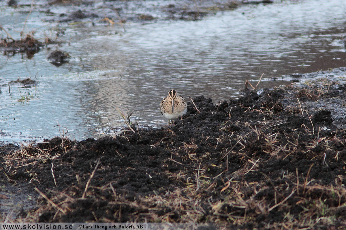 Brushane, Calidris pugnax