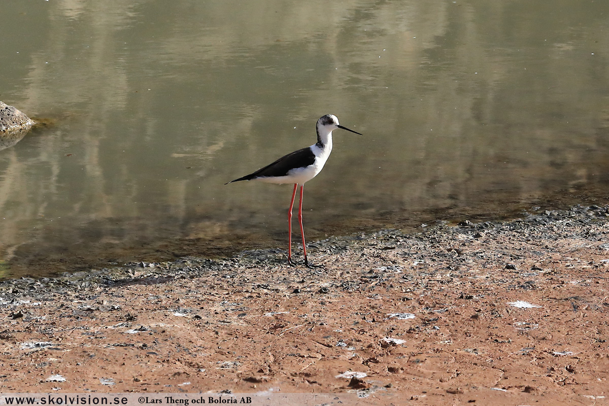 Strandskata, Haematopus ostralegus