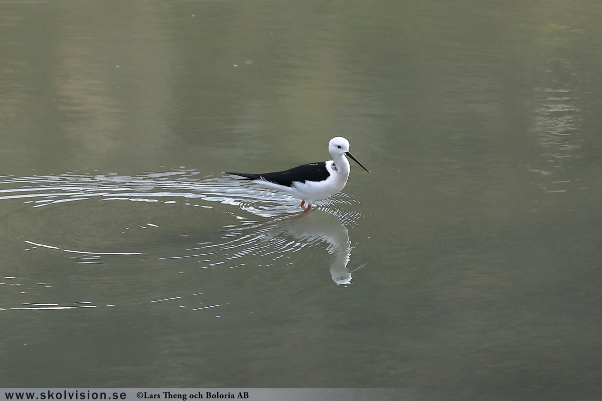 Strandskata, Haematopus ostralegus