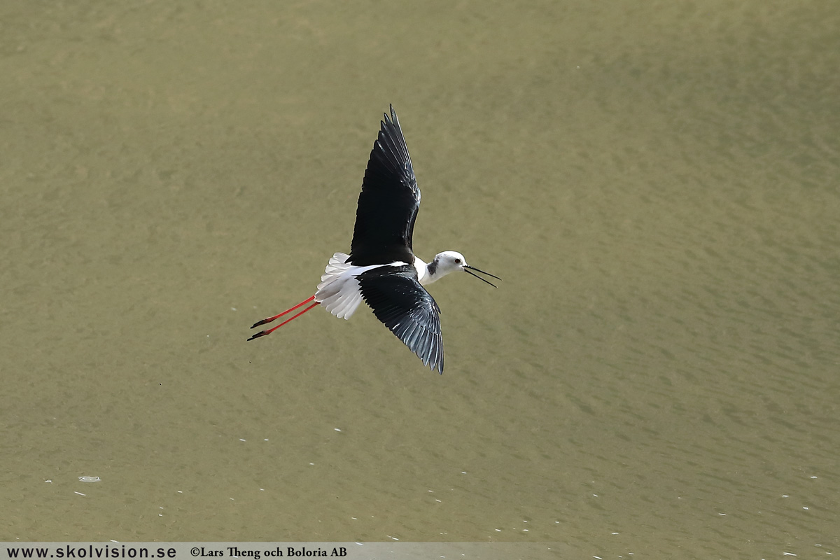 Strandskata, Haematopus ostralegus