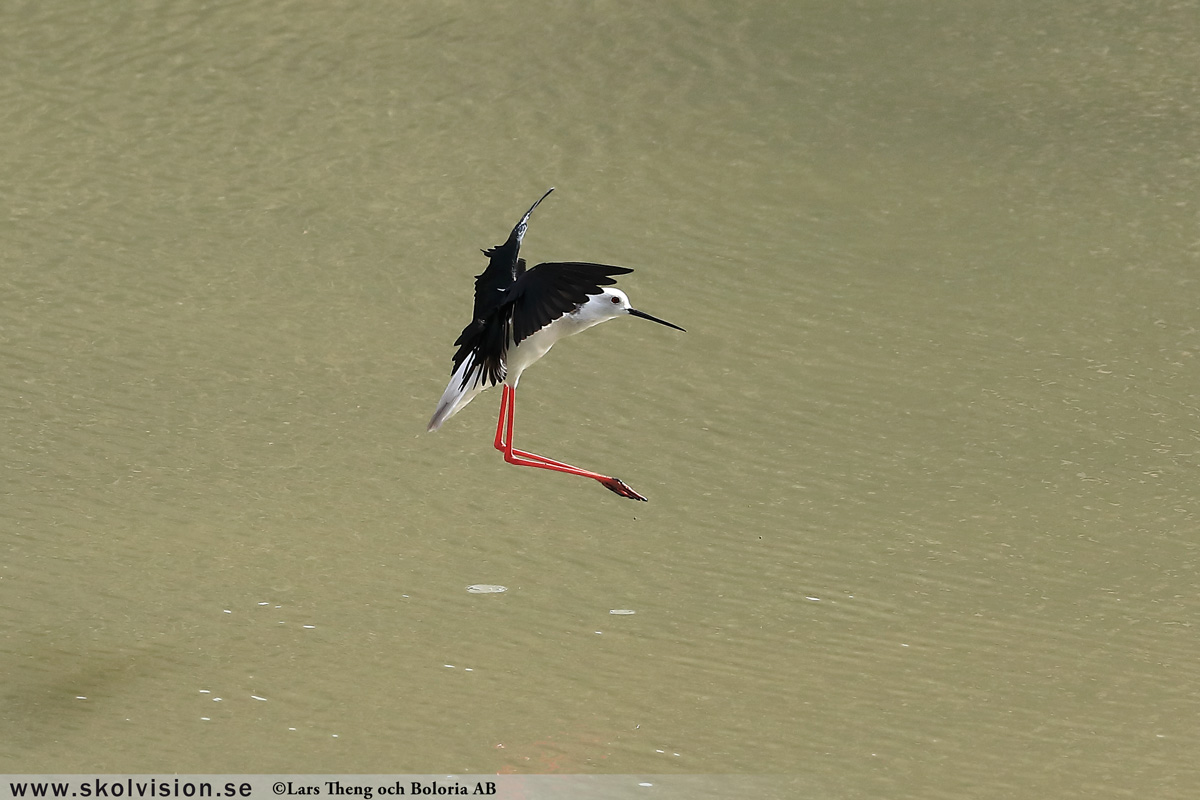 Strandskata, Haematopus ostralegus