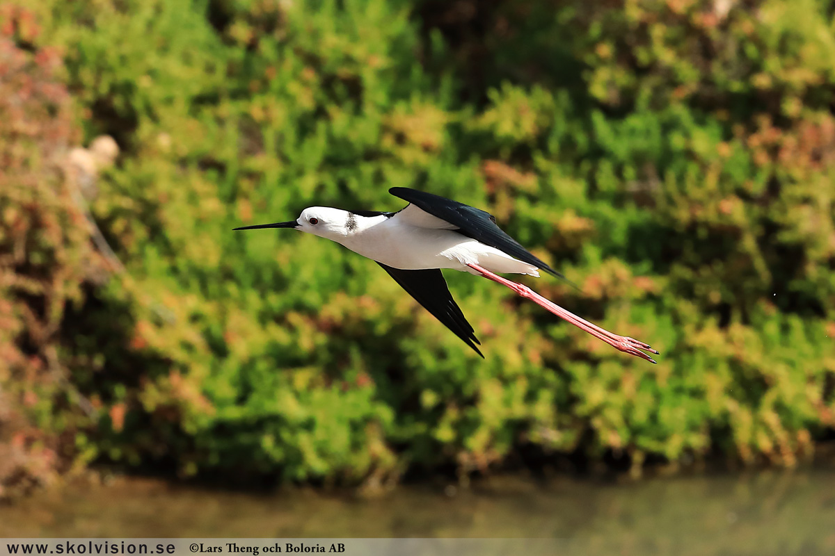 Strandskata, Haematopus ostralegus