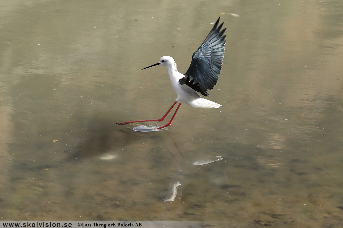 Strandskata, Haematopus ostralegus