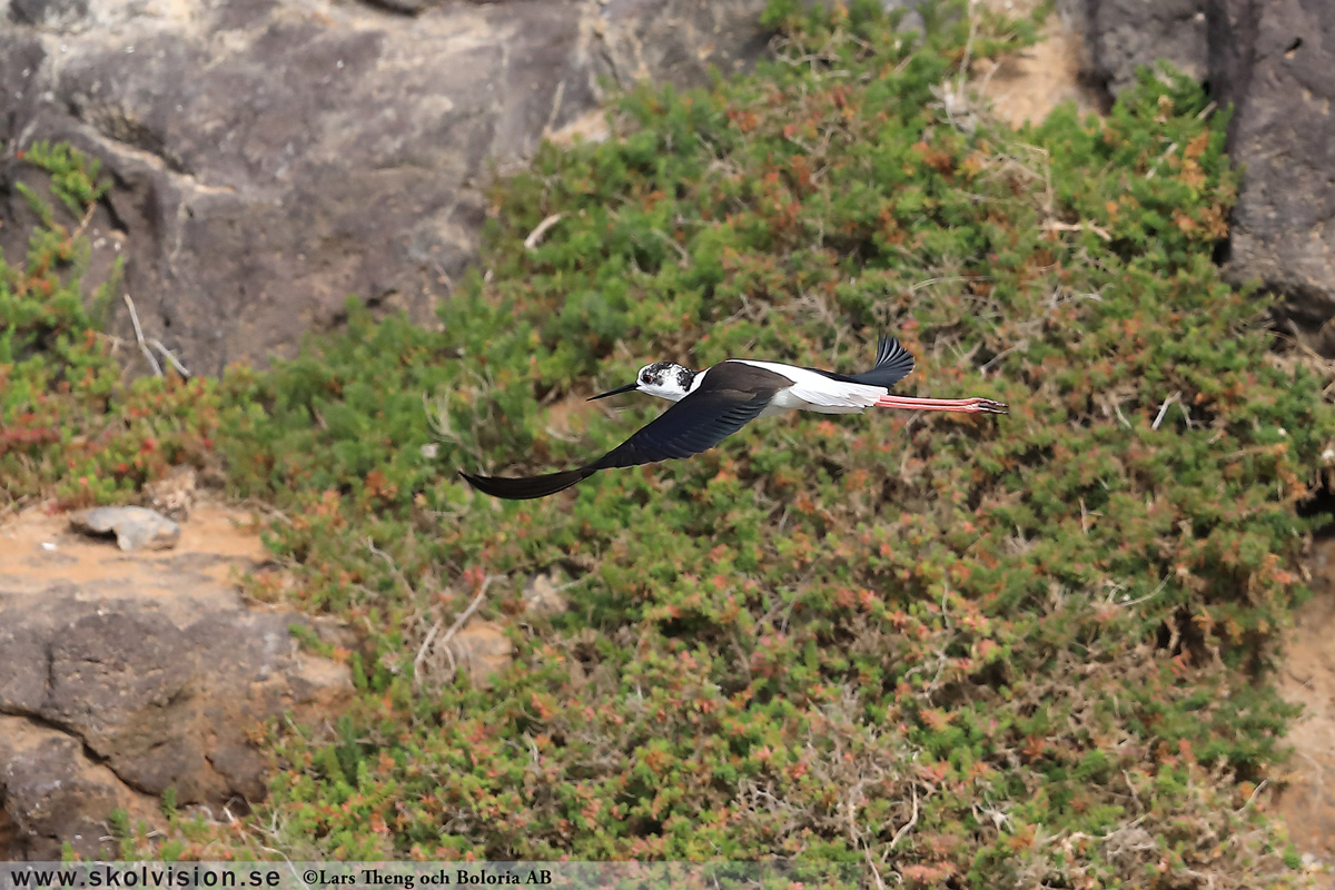 Strandskata, Haematopus ostralegus