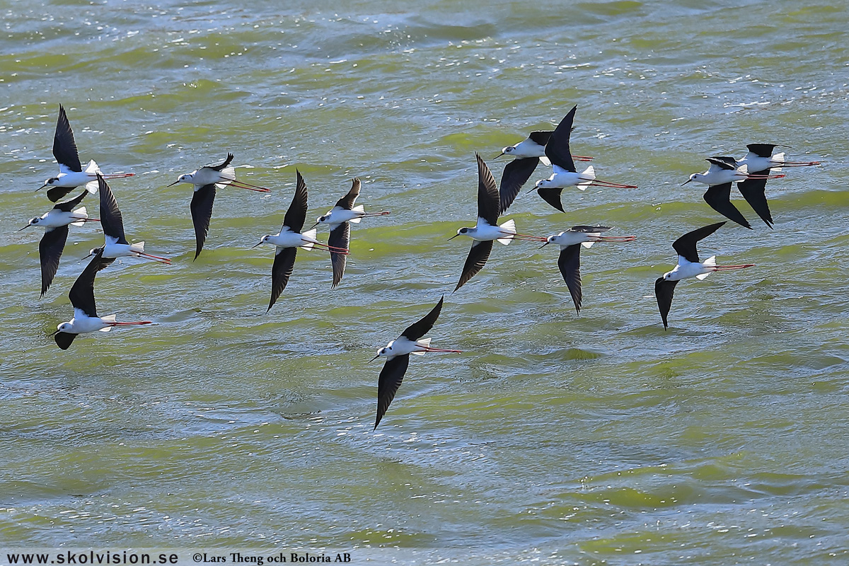 Strandskata, Haematopus ostralegus