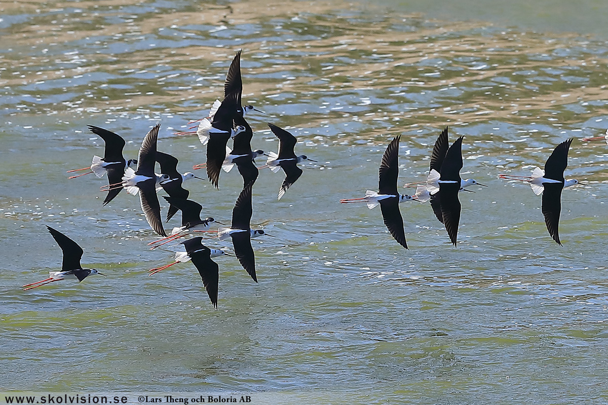 Strandskata, Haematopus ostralegus