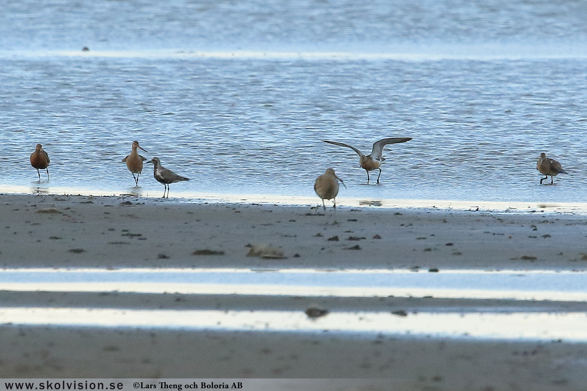 Rödspov, Limosa limosa