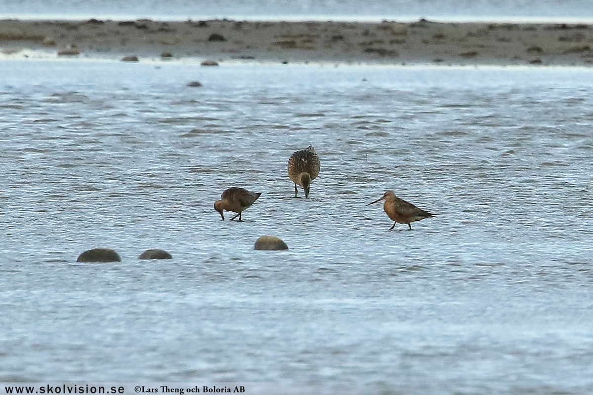 Rödspov, Limosa limosa