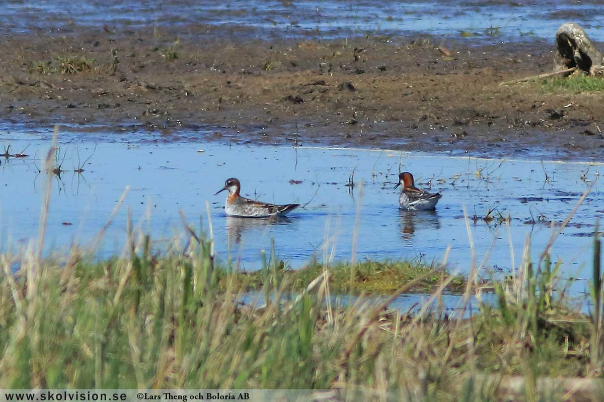 Ljungpipare, Pluvialis apricaria