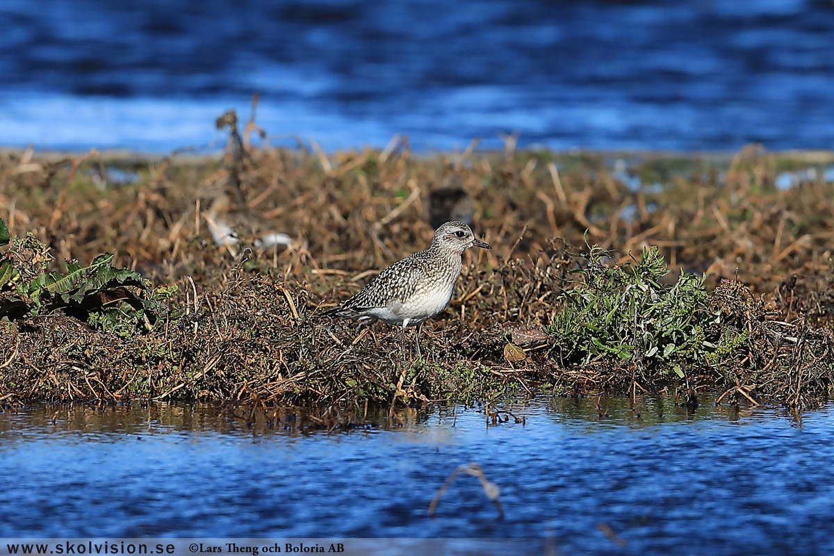 Ljungpipare, Pluvialis apricaria