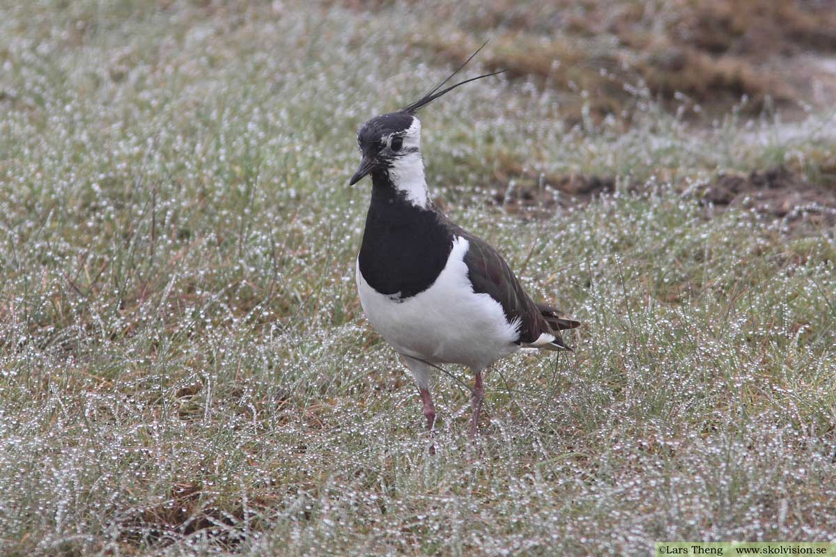 Tofsvipa, Vanellus vanellus