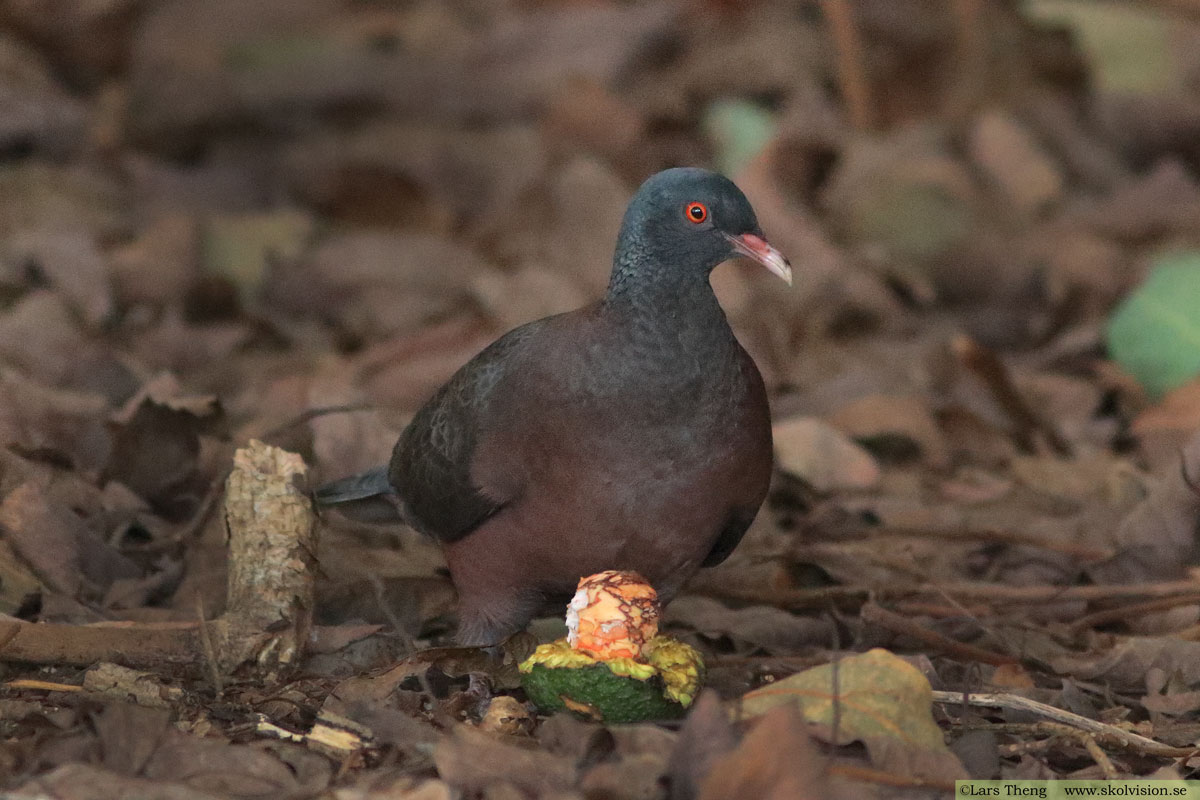 Lagerduva, Columba junoniae