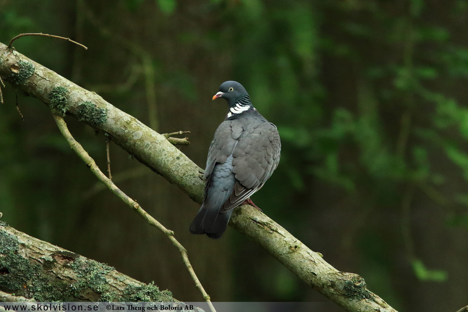 Ringduva, Columba palumbus