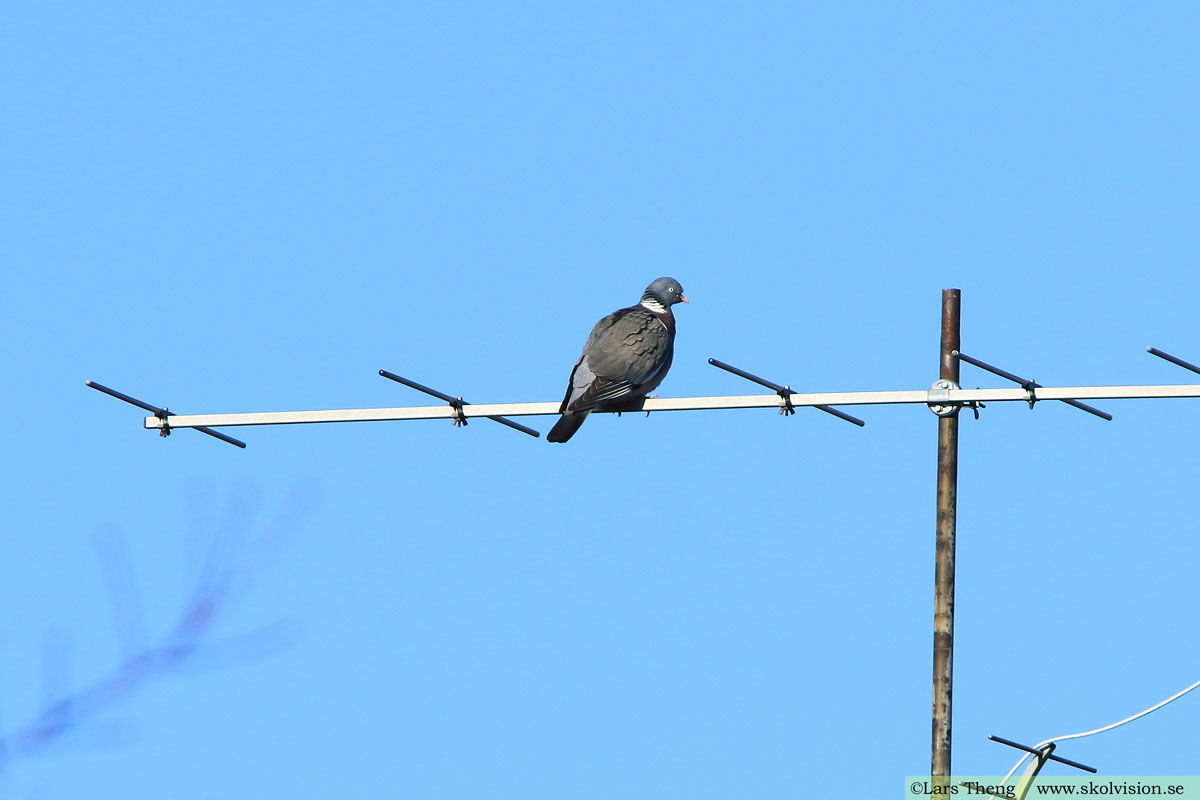 Ringduva, Columba palumbus