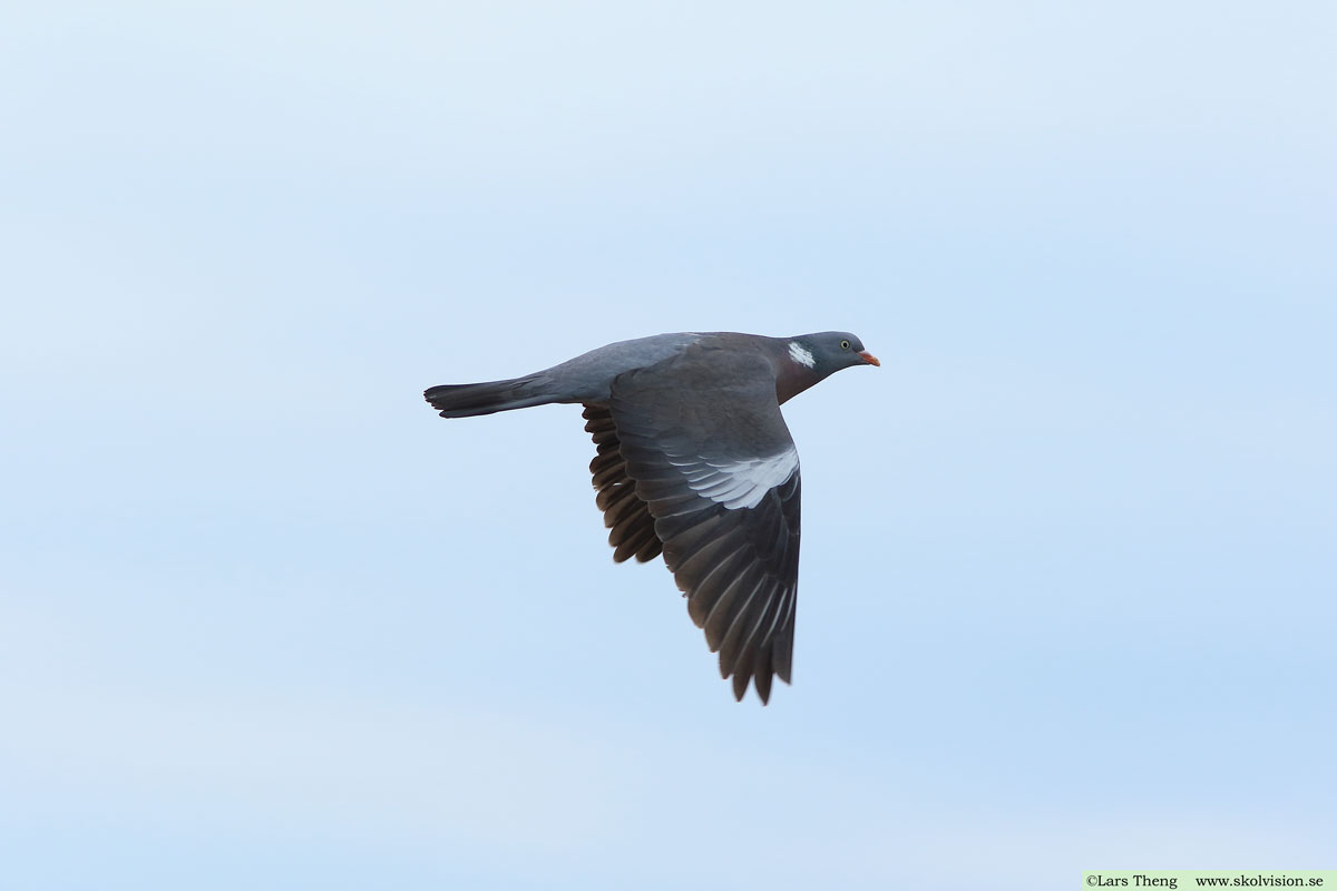 Ringduva, Columba palumbus