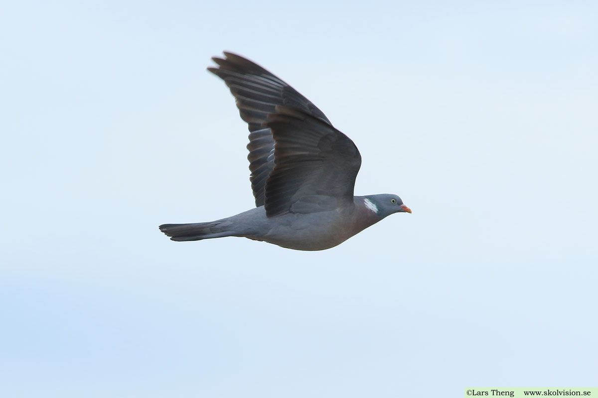 Ringduva, Columba palumbus