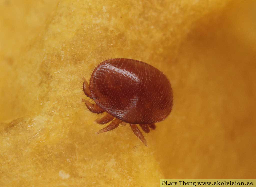 Varroa