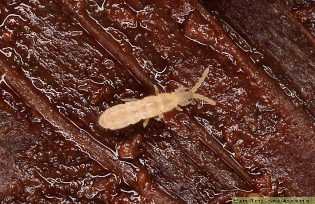 Hoppstjärt, Collembola