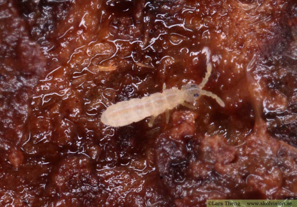 Hoppstjärt, Collembola