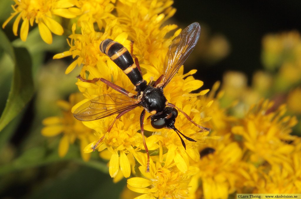 Familj: Stekelflugor, Conopidae