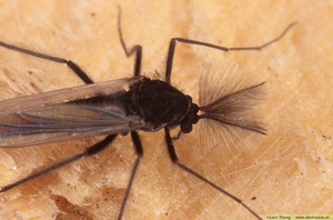 Fjädermygga, Fam. Chironomidae