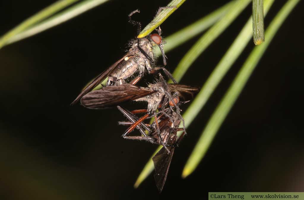 Dansflugor, fam. Empididae 