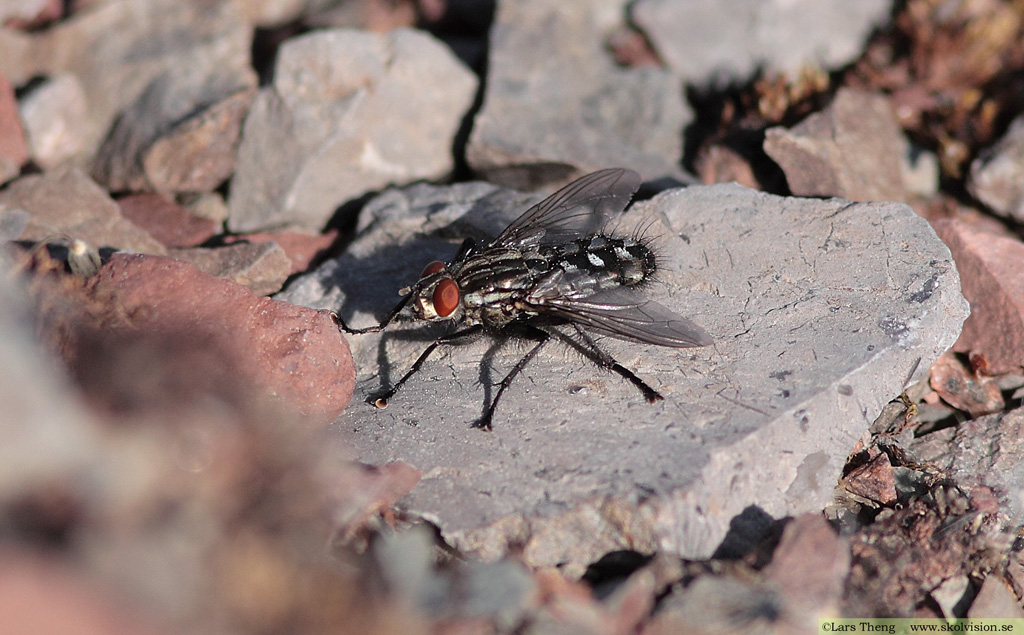 Köttfluga, Fam. Sarcophagidae