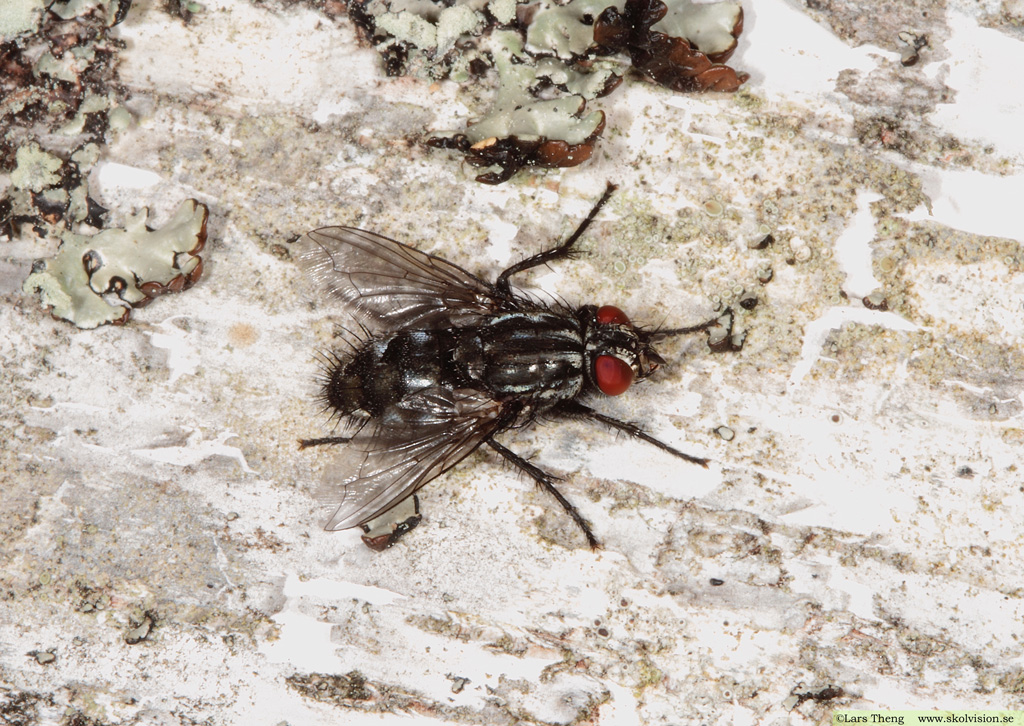 Köttfluga, Fam. Sarcophagidae