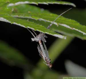 Dagslända, ordning Ephemeroptera