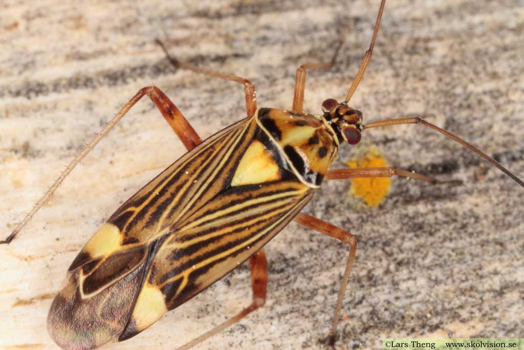 Rhabdomiris striatellus